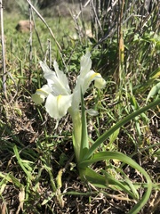 Iris palaestina
