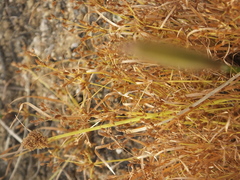 Fimbristylis bisumbellata