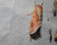 Eulymnia pulcherrima