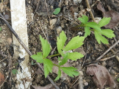 Ranunculus chinensis