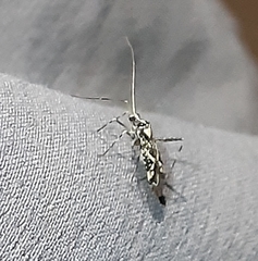 Phytocoris curicoensis