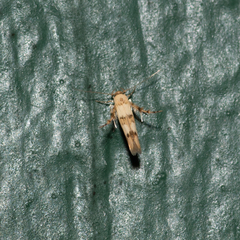 Stathmopoda tritophaea