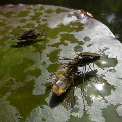 Gerris