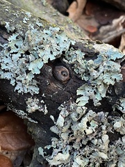 Parmelia sulcata
