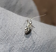 Phytocoris curicoensis