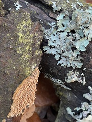 Parmelia sulcata