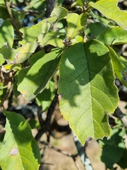 Ehretia latifolia