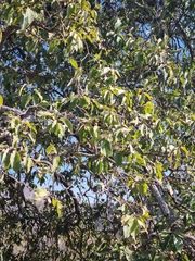 Ehretia latifolia