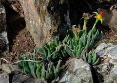 Bergeranthus katbergensis