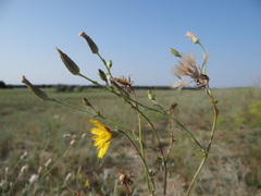 Tragopogon borysthenicus