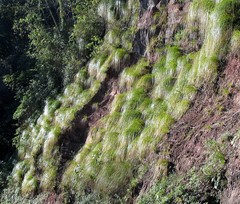 Cortaderia hieronymi