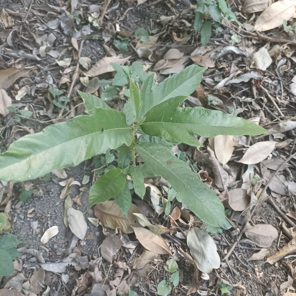 plants from Birtamode, Nepal on January 20, 2022 at 06:28 PM by prabhat ...