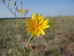 Tragopogon borysthenicus