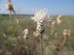 Centaurea breviceps