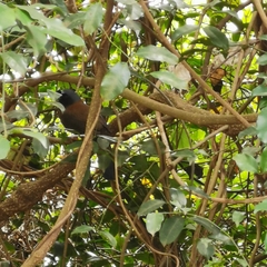 Pterorhinus chinensis monachus