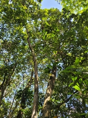 Eriotheca pentaphylla
