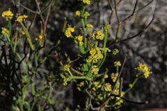 Gymnophyton