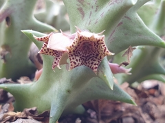 Orbea carnosa