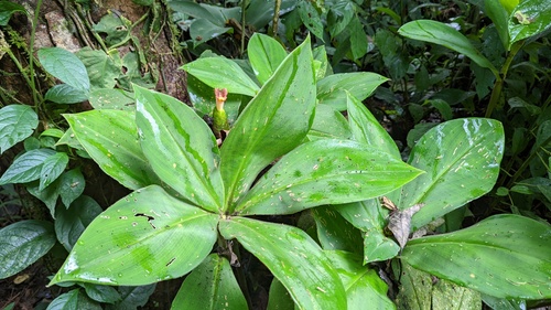 Costus elegans, photograph 5