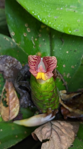 Costus elegans, photograph 2