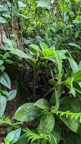 Costus elegans, photograph 4