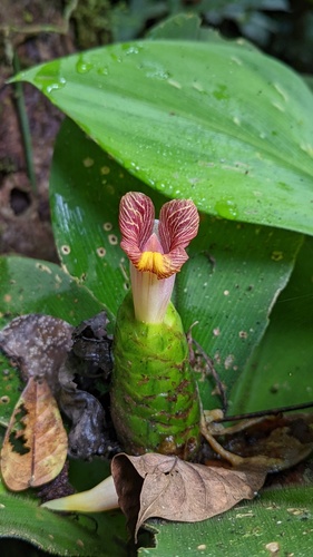 Costus elegans, photograph 1