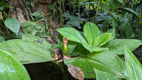 Costus elegans, photograph 3