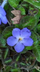 Episcia lilacina