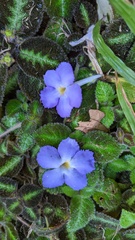 Episcia lilacina