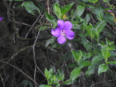 Meriania speciosa