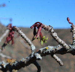 Vasconcellea chilensis