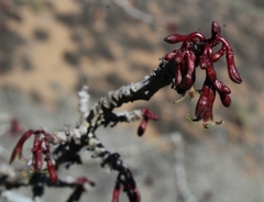 Vasconcellea chilensis