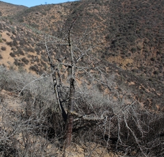 Vasconcellea chilensis