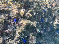 Rhopalaea