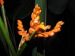 Stromanthe stromanthoides