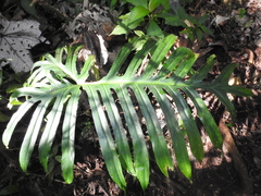 Philodendron elegans
