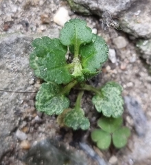 Veronica arvensis