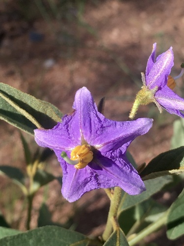 Solanum campylacanthum image