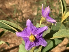 Solanum campylacanthum image