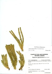 Huperzia appressa