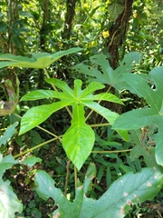 Cecropia pachystachya