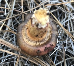 Chroogomphus mediterraneus