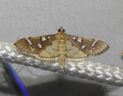 Cotachena histricalis