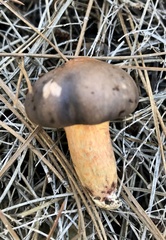 Chroogomphus mediterraneus