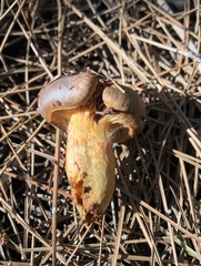 Chroogomphus mediterraneus