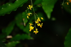 Ouratea parviflora