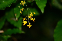 Ouratea parviflora