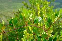 Rhoicissus rhomboidea