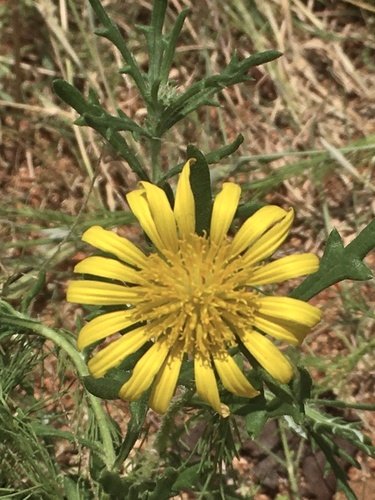 Roessleria bechuanensis image