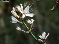 Asphodelus ramosus